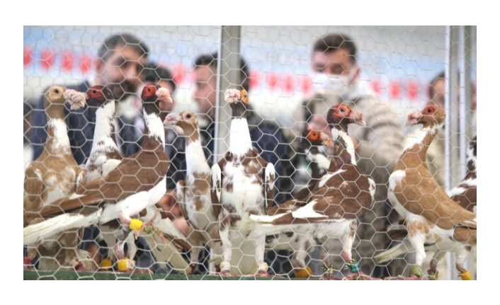 Uluslararası Güvercin Güzellik Yarışması Urfa’da Düzenlendi